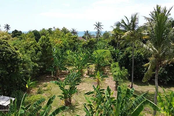 Dijual Murah Tanah Kebun Dekat Pantai di Gerokgak Buleleng - 7