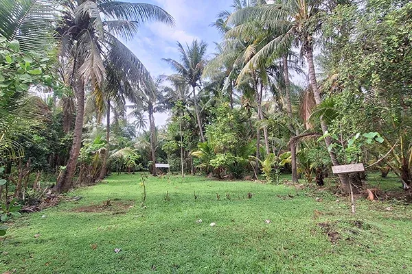 Dijual Tanah Dekat Pantai di Kubutambahan Buleleng - 5