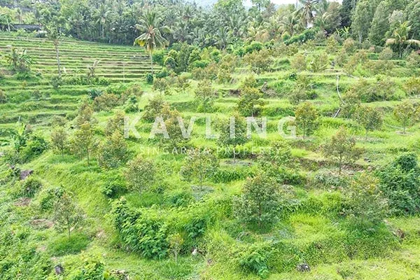 Dijual Tanah Kebun Durian Musangking di Desa Panji Abasan - 3