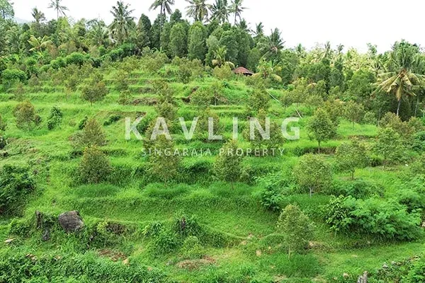 Dijual Tanah Kebun Durian Musangking di Desa Panji Abasan - 4