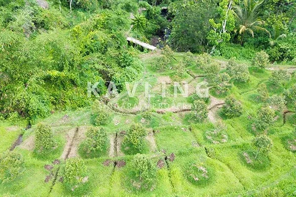 Dijual Tanah Kebun Durian Musangking di Desa Panji Abasan - 5