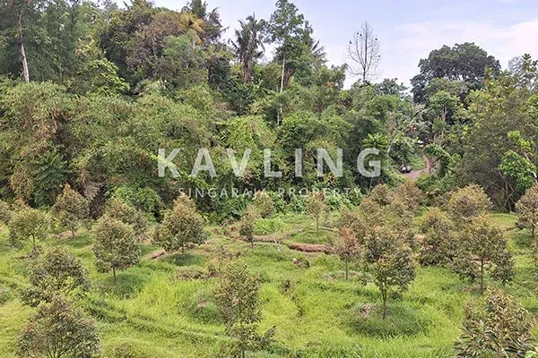 Dijual Tanah Kebun Durian Musangking di Desa Panji Abasan - 6
