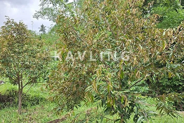 Dijual Tanah Kebun Durian Musangking di Desa Panji Abasan - 7