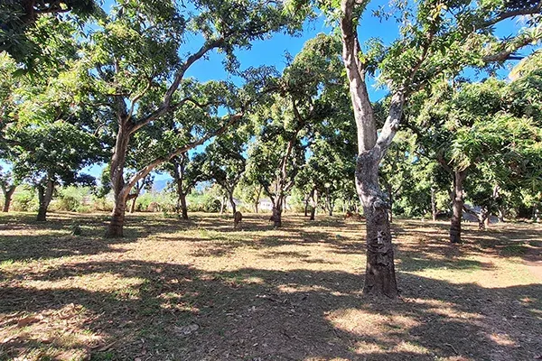 Dijual Tanah Kebun Mangga Dekat Pantai Gerokgak - 3