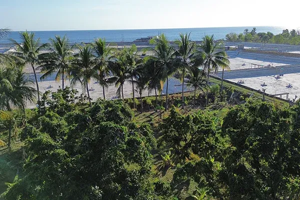 Dijual Tanah Kebun Mangga Dekat Pantai Gerokgak - 6