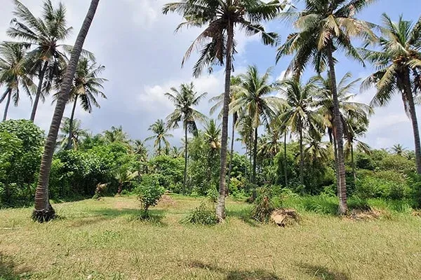 Dijual Tanah Murah Pinggir Pantai Desa Tejakula Bali Utara - 3