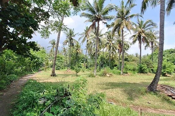 Dijual Tanah Murah Pinggir Pantai Desa Tejakula Bali Utara - 4