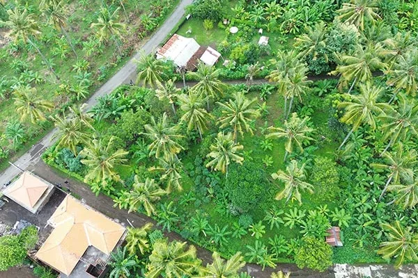 Dijual Tanah Pinggir Jalan Desa Temukus Lovina - 3