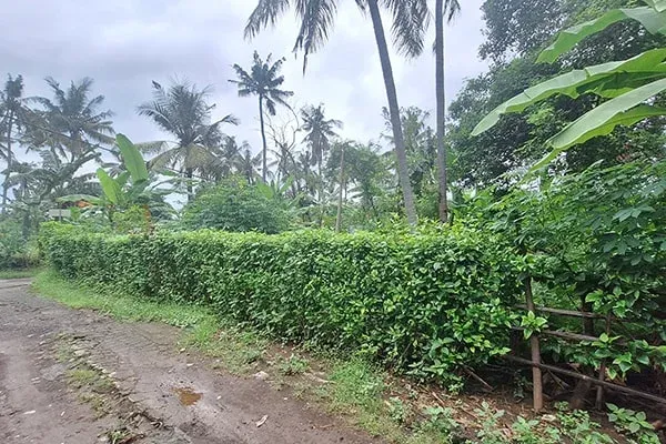 Dijual Tanah Pinggir Jalan Desa Temukus Lovina - 5