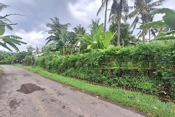 Dijual Tanah Pinggir Jalan Desa Temukus Lovina - 6