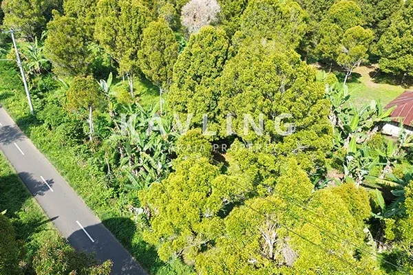 Tanah Cengkeh Dijual di Pinggir Jalan Desa Gesing Buleleng - 2