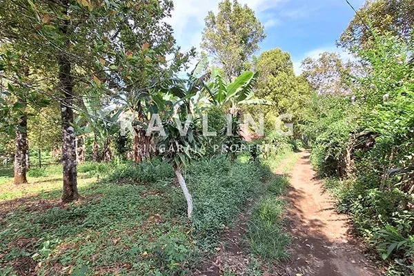 Tanah Cengkeh Dijual di Pinggir Jalan Desa Gesing Buleleng - 3