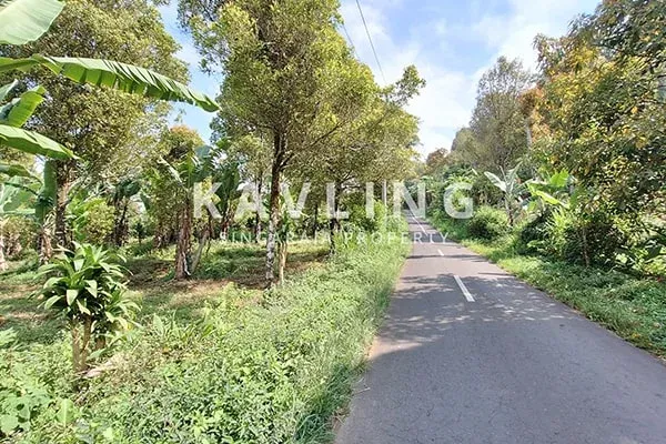 Tanah Cengkeh Dijual di Pinggir Jalan Desa Gesing Buleleng - 4