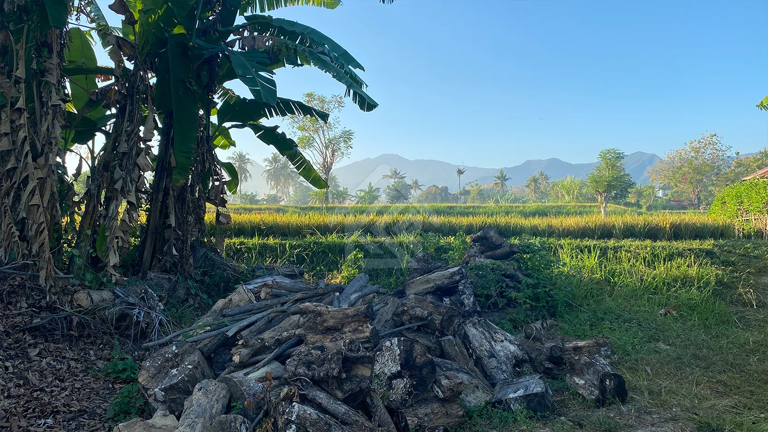 Tanah Kavling View Sawah di Sukasada - 3