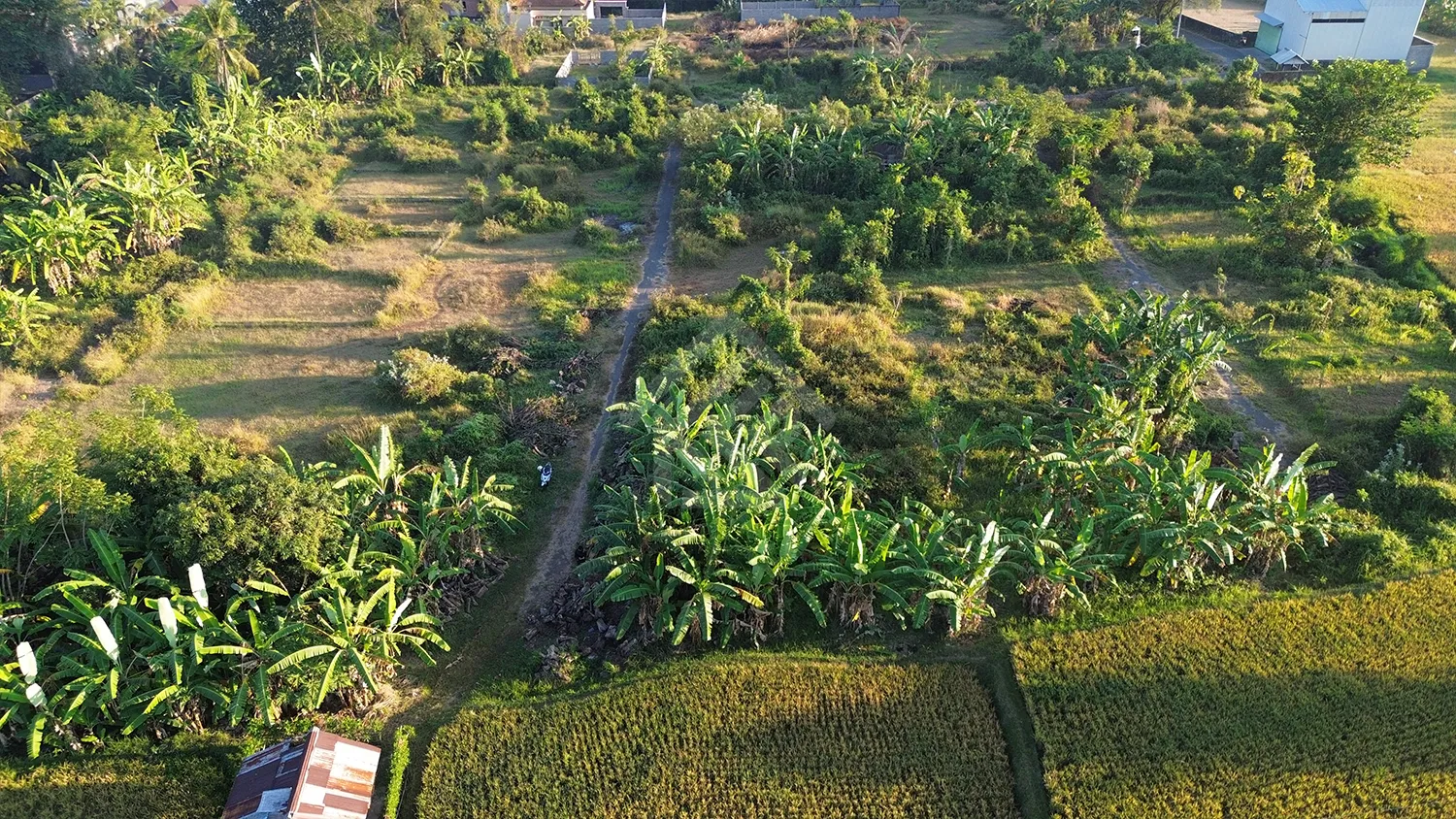 Tanah Kavling View Sawah di Sukasada - 4