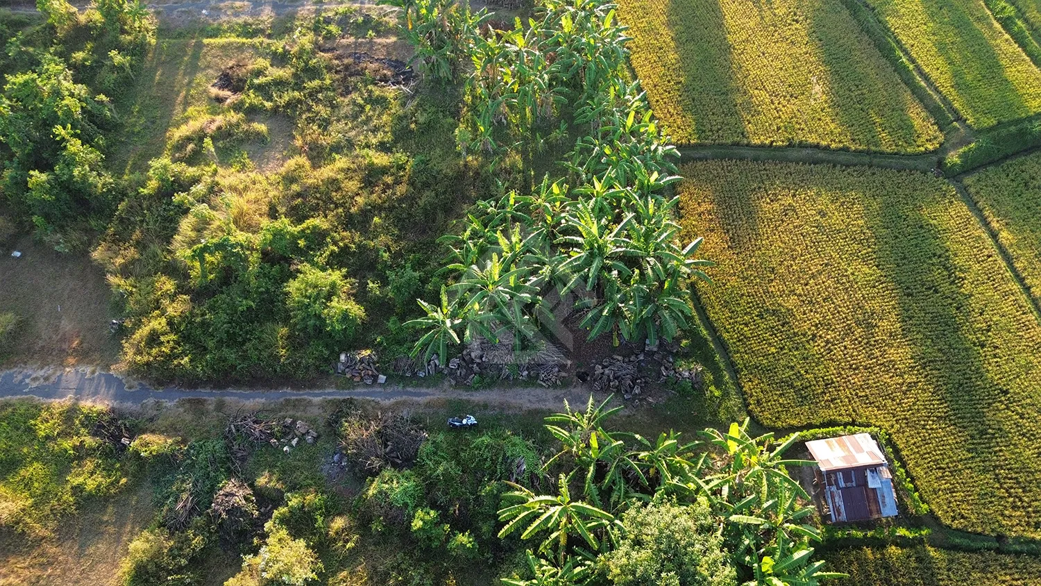 Tanah Kavling View Sawah di Sukasada - 6